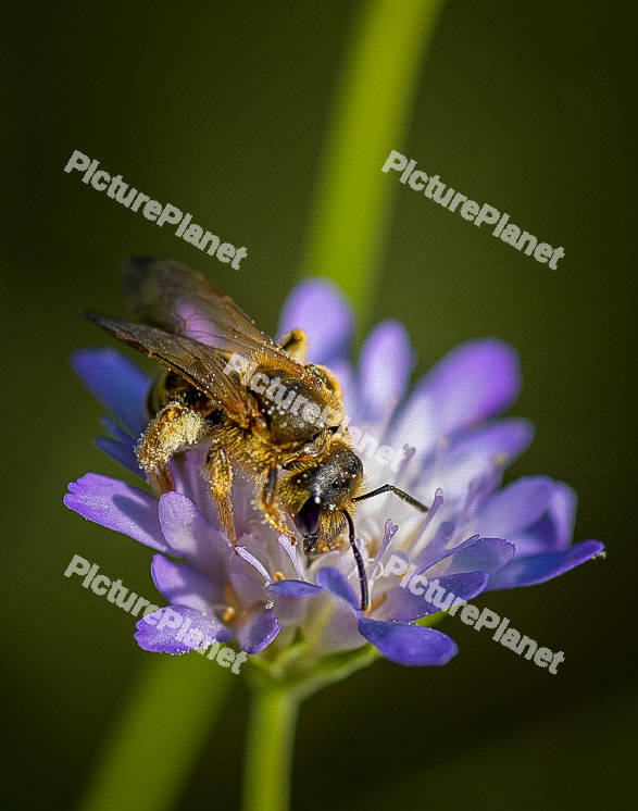 Bee on lavender flower